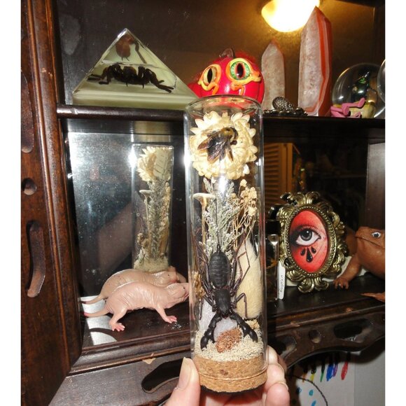 Vinegaroon Bee Crystal Oddity Jar curiosity dome flowers whip scorpion taxidermy - Picture 3 of 14